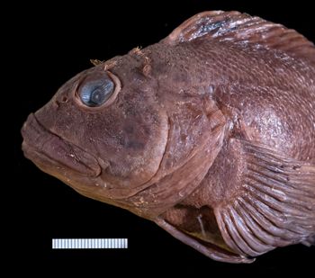Media type: image;   Ichthyology 38006 Description: photograph;  Aspect: head